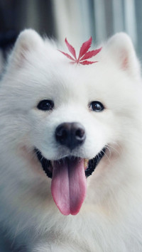 可爱萌宠萨摩耶