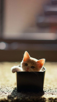可爱软萌的猫咪