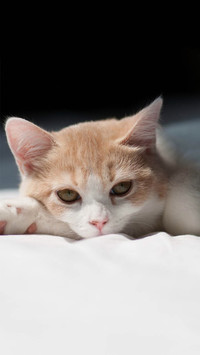 可爱软萌的猫咪