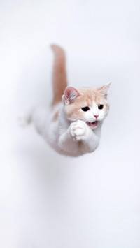 可爱软萌的猫咪