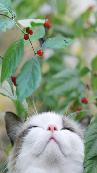 可爱猫咪