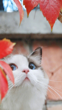 可爱猫咪