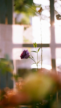 室内花卉摄影壁纸