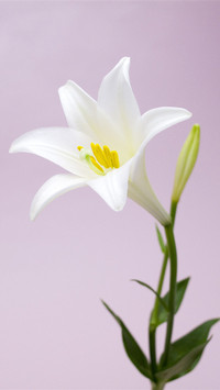 百合花