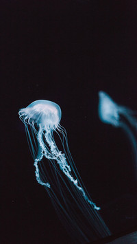 水母