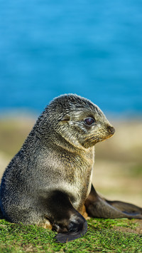 Several places in the world ruled by animals 0