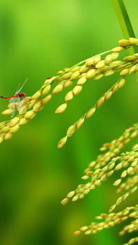 Spring scenery-27