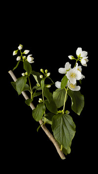 Plants Suitable for Cutting in Autumn 8