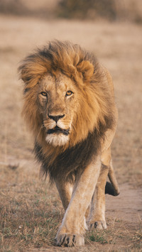 Handsome Male Lion