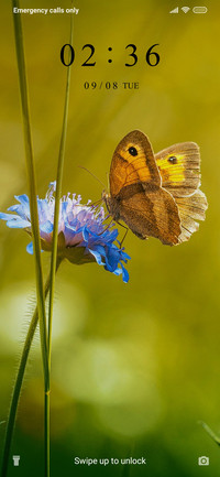 Butterfly_3MDS