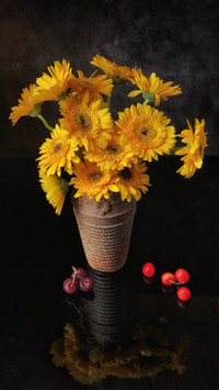 Can sunflowers be raised on the balcony 79