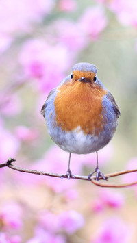 international_bird (2)