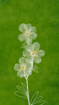 花影缀清欢