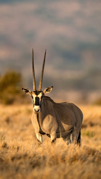 Fast runner antelope