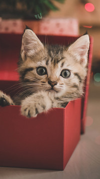 在礼盒中玩耍的猫
