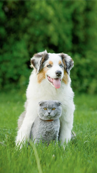 Dog43