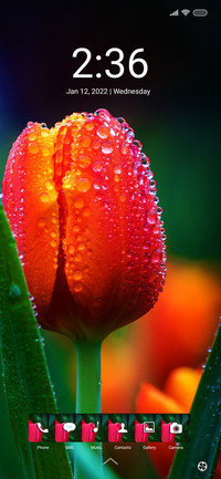 Tulips uno