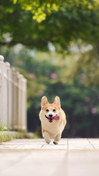 Dogs may also lack vitamins