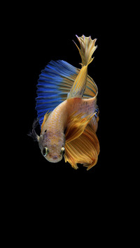 Siamese Fighting Fish Isolated on Black Background