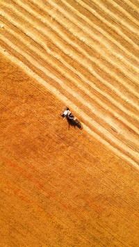 Agricultural harvester in a yellow field of wheat