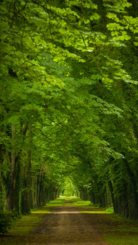 Forest Country