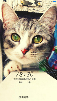 可爱猫咪