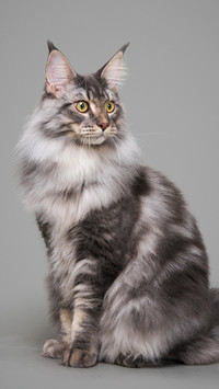 猫咪可以当间谍吗