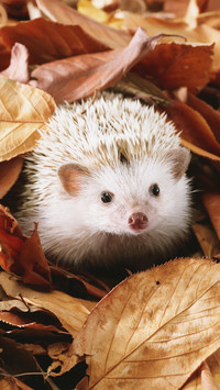 Hedgehog babies are born with thorns 16