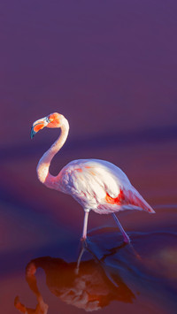 Flamingo with reflection in lagoon in Galapagos Islands