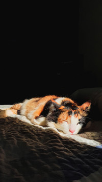 Tricolor cat sleeping in sunlight