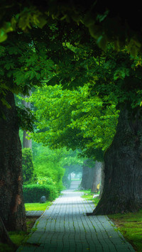 Beautiful View of Misty Foggy Alley
