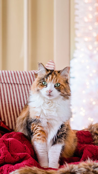 How ancient people masturbated cats