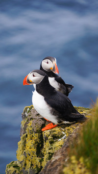 Cute animals-0