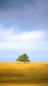 A single tree stands on top of a sloping hillside