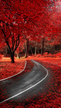 Red autumn