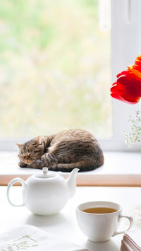 主人不在家，猫猫做什么