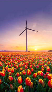 Colorful Flower Field