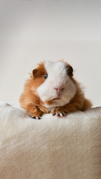 Dutch pigs are not pigs