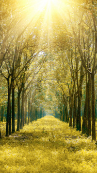Environment Day (13)