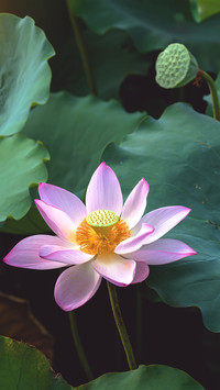 Blooming Flowers