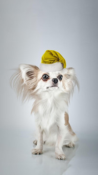 Dog419