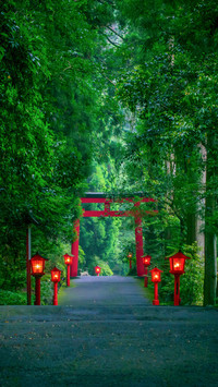 The Night View of the Approach to the Hakone Shrine