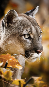 Beautiful Puma in Autumn Forest