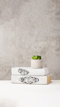 A succulent potted plant suitable for beginners