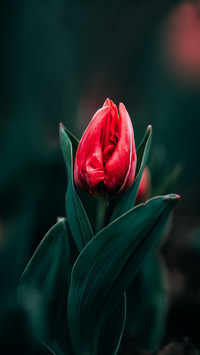 Tulips bloom with tenderness in spring