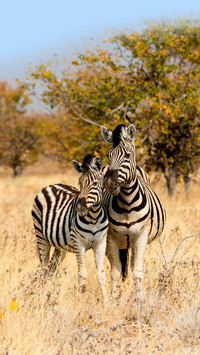 Black and white striped zebra 40