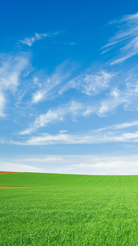 Green eye protection prairie wallpaper