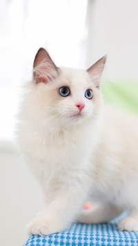 温顺的布偶猫