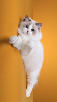 温顺的布偶猫