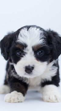 Cute Animals (10)